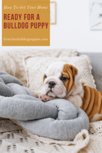 English Bulldog puppy sitting on a blanket