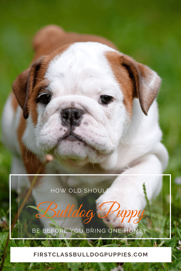 crop 0 0 735 1102 0 FCBP How Old Should Your Bulldog Puppy Be Before You Bring One Home