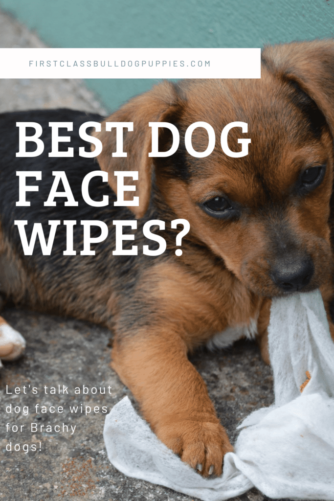 best dog face wipes