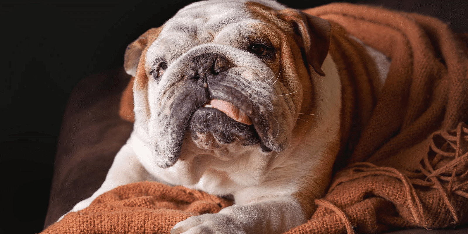 Best Dog Face Wipes For Smoosh Faced Dogs - First Class Bulldogs